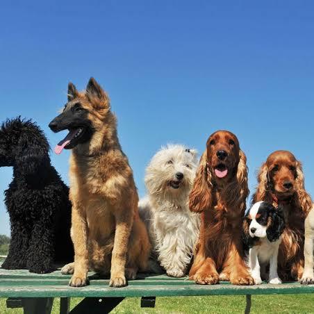 POLLACHI DOG LOVERS❤️?‍?