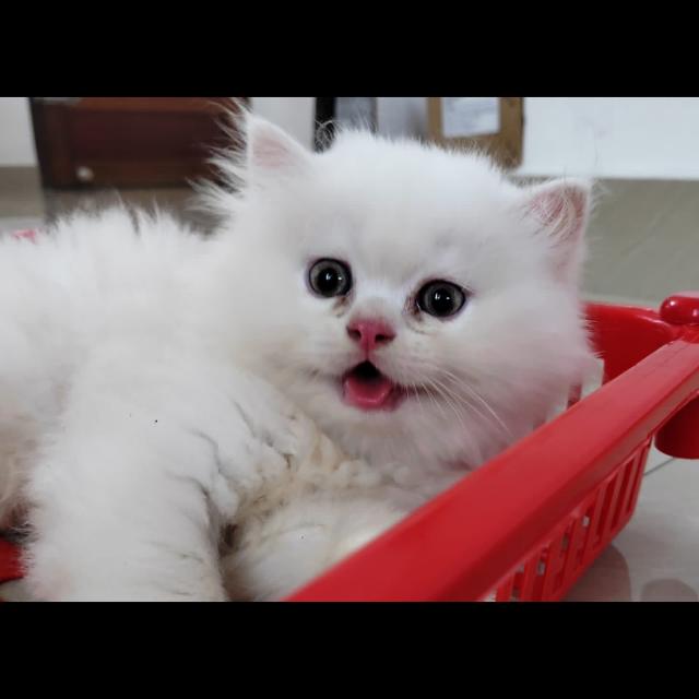 Persian cats sale group