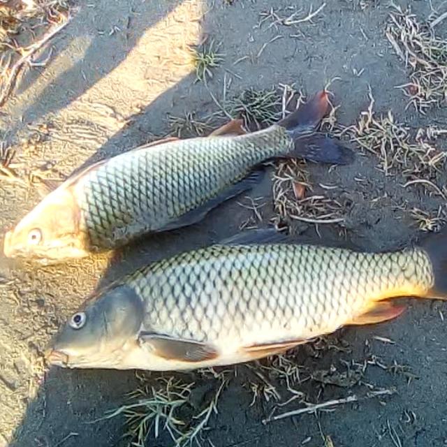 Fish point ??