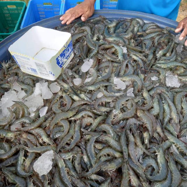 Fish farmer's