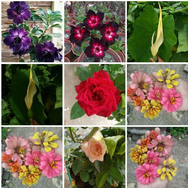 Plants lover shop???????️?