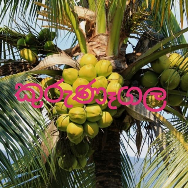 පොල් කඩනවා කුරුණෑගල අවට