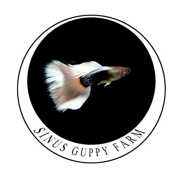 SINUS GUPPY FARM