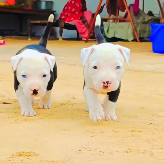 ?HaRyAnA DoG SaLe?