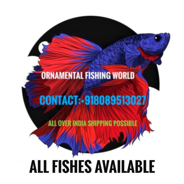 OFW ornamentalfishing Whatsapp group