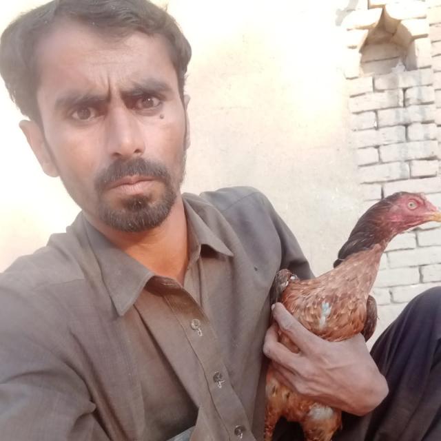 ?MURGI CHOR HAI KIYA OR?