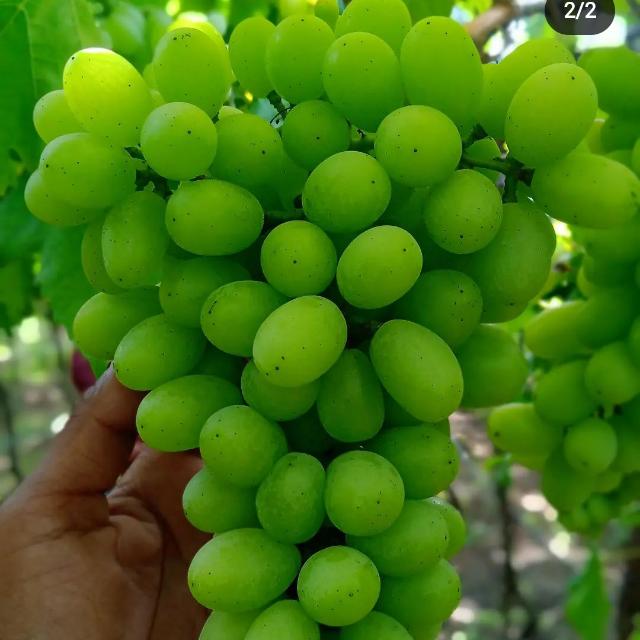 Grapes mastermind ??