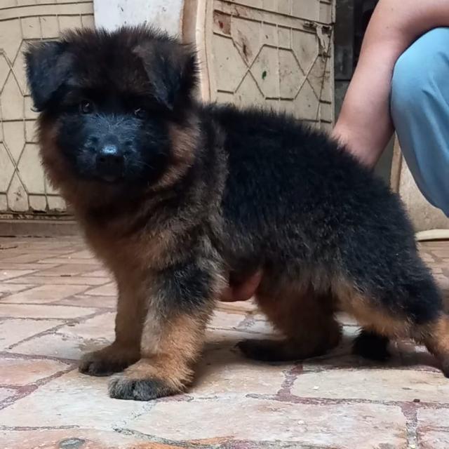 Jj