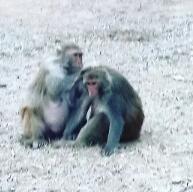 Achy Dost