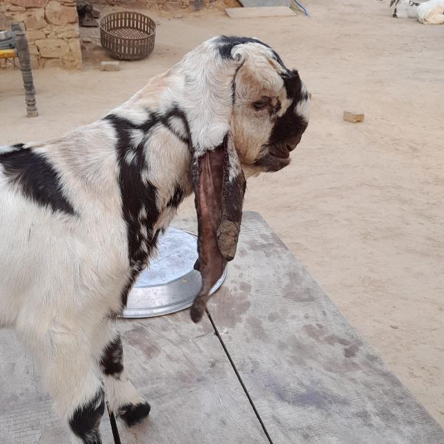 Mewati goat farm  ?