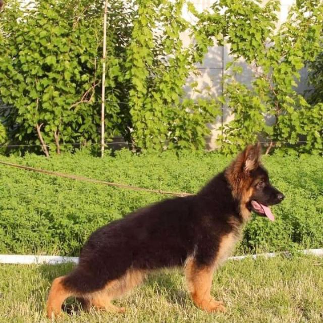 Royal dog ?farm 