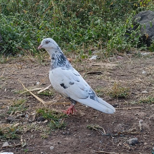 Lahori Pigeons 
