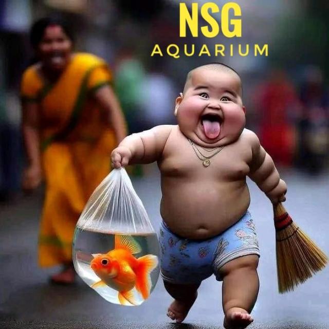 NSG Fish point in Vellore Whatsapp group