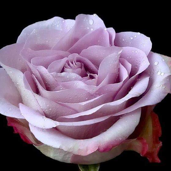 ❝✧?❀デ SANGATI ═❤️‍?/GROUP༒꧂▄︻SIRAJ‿♡❤MASTOI꧁༺ℑⷬᝡͣALI?RAZA♡‿♡❤
GEO꧁