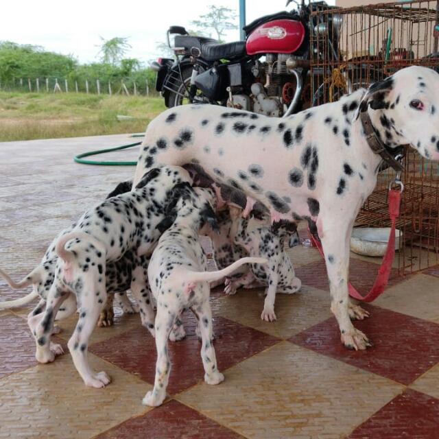 Pet's dog and cat breed