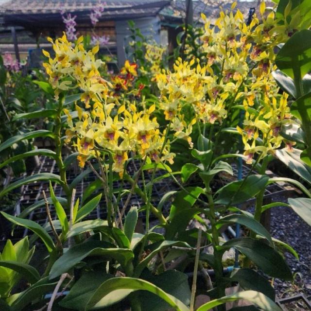 Plant hub??