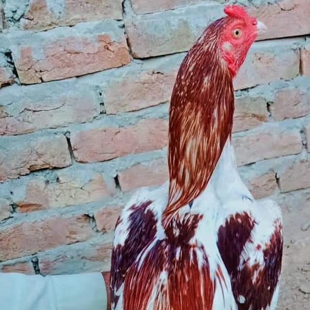 RWP. Bird's  lover's with Niazi