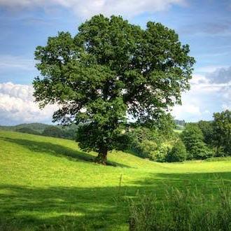 ?Nature beauty ?