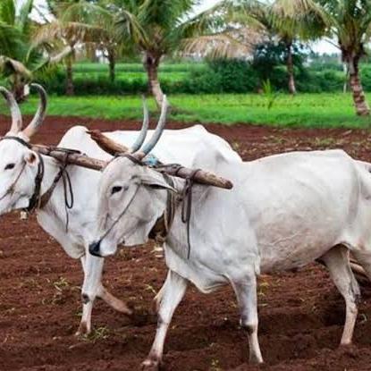 मराठी शेतकी माहिती 