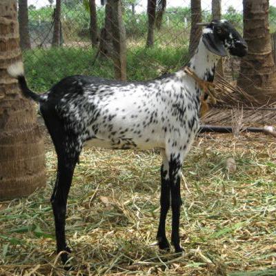 ??கொடி ஆடுகள் விற்பனை ??