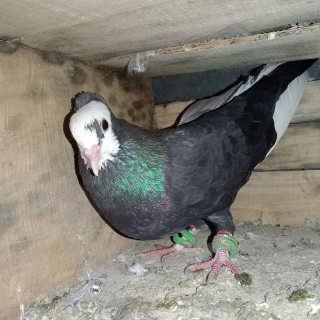 New group all world for pigeon