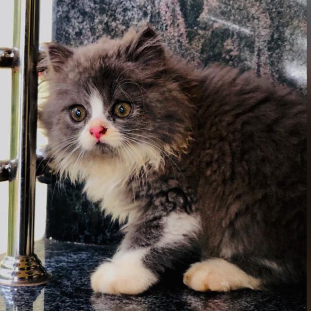 Nomiiee cattery Whatsapp group