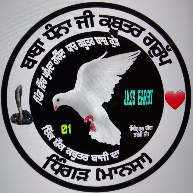 ਧਿੰਗੜ ਕਬੂਤਰ ਗਰੁੱਪ ?️(ਮਾਨਸਾ)