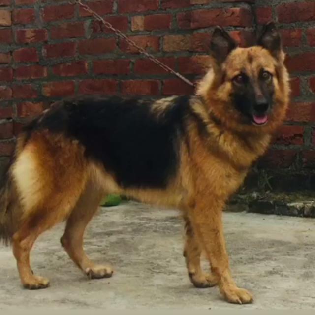 Pb06 dog sales?