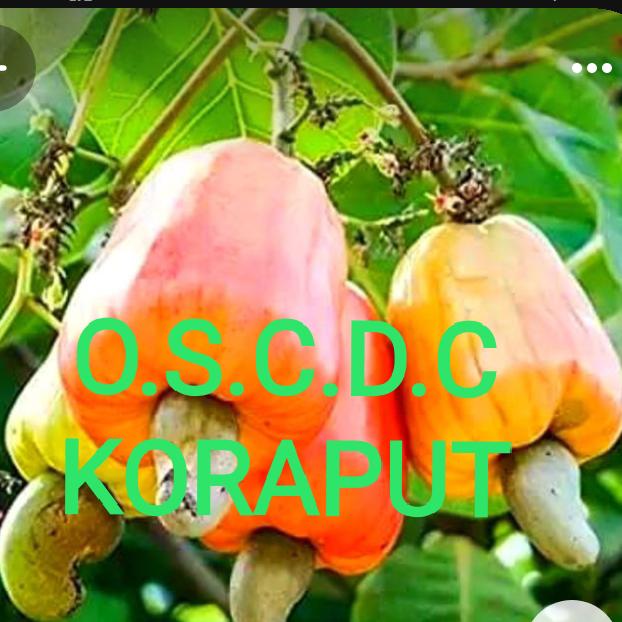 ODISHA STATE CASHEW DEVELOPMENT CORPORATION UNDIVIDED KORAPUT DISTRICT 