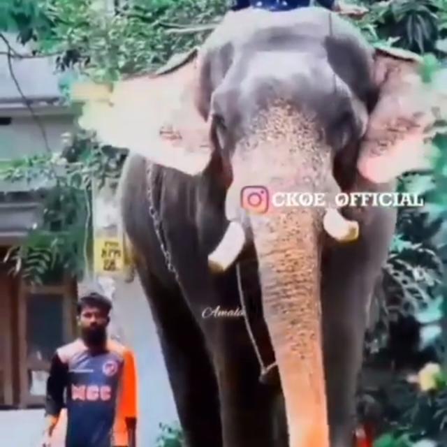 ആന ?? പ്രേമി?  ഒളരിക്കര കാളിദാസൻ ??
