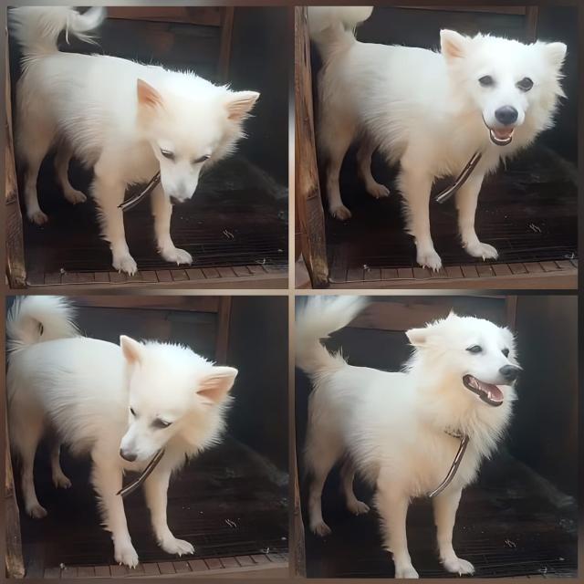 Dog ?? lovers group