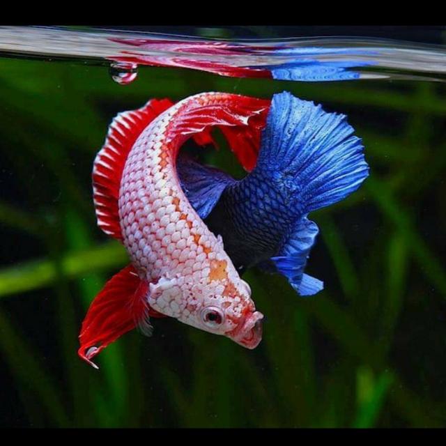 Crazy Bettas Karnataka..?