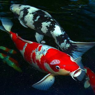 Koi Fish World