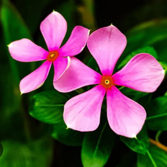 දේව ශක්ති??
