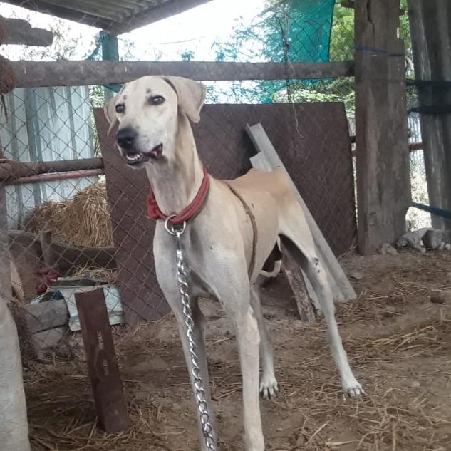 Tn 95 Sivakasi dog's ?