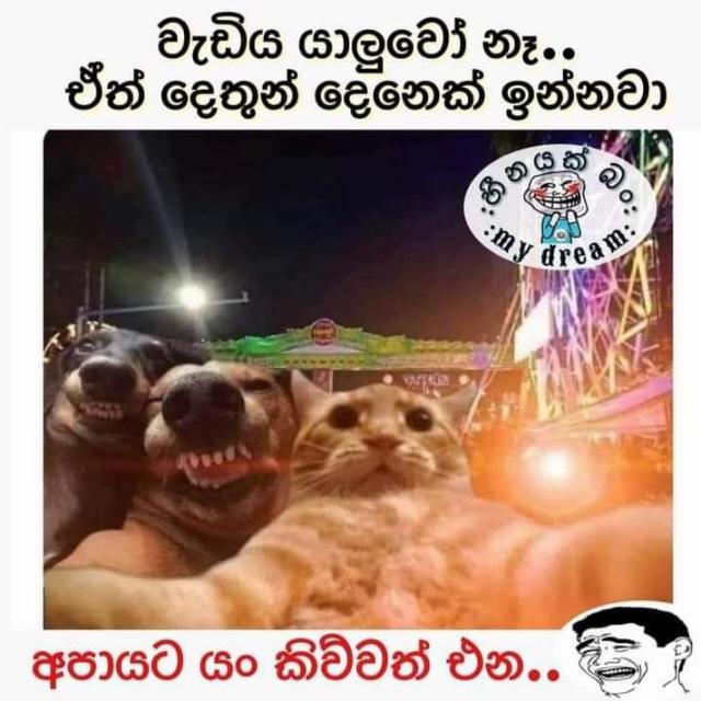 සහෝදර සහෝදරියෝ ❤‍??