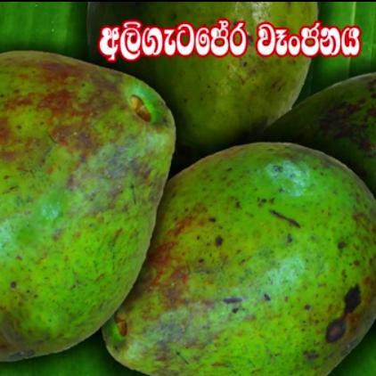 අලි ගැට පෙර උයන විදිය