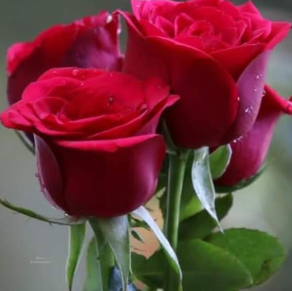 Love Lanka...??????????