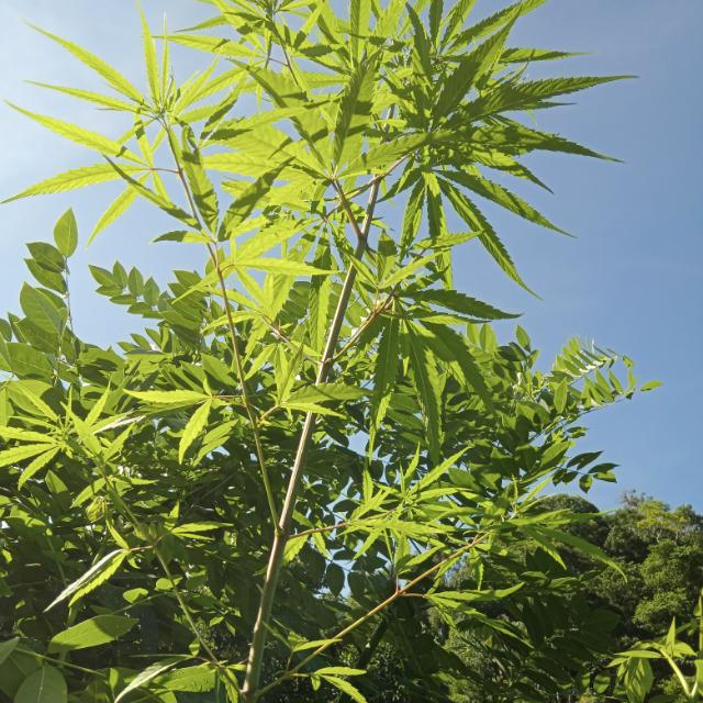 ?නන්ගීගේ මයිල්?