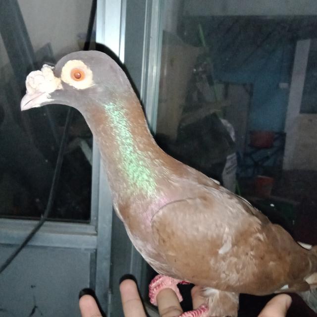 Sri lankan pigeons & Pets ?