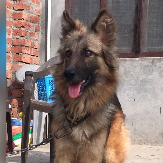 All breeds dog sale or purchase in batala 
