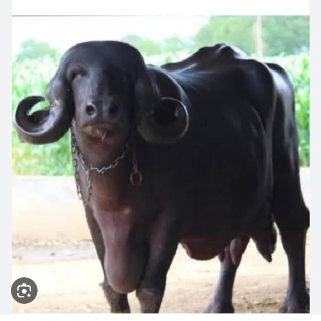 ?પશુ લે વેચ ?