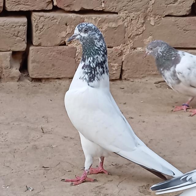 Nadeem Pigeons Club ??