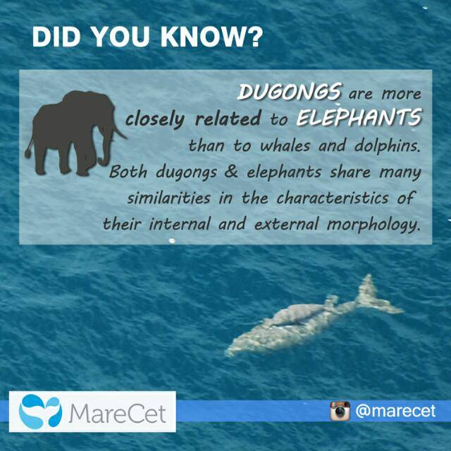 didyouknowfacts Whatsapp group