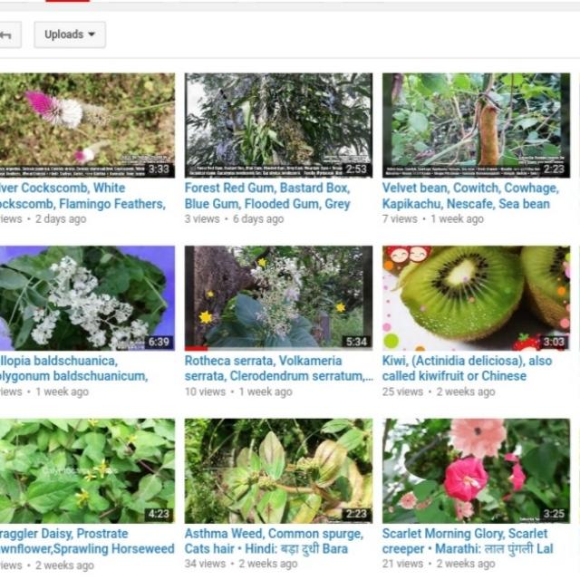 Botanical plants trees