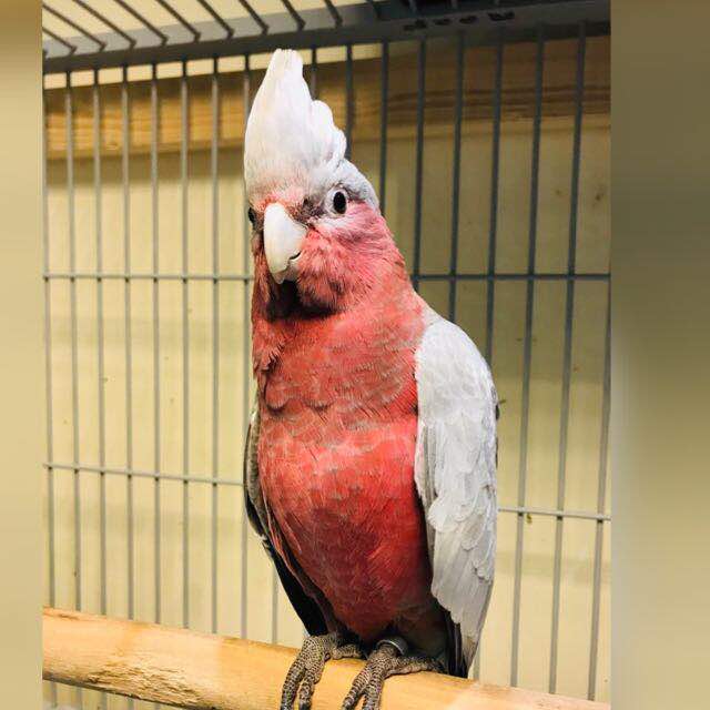 Parrot online store Whatsapp group