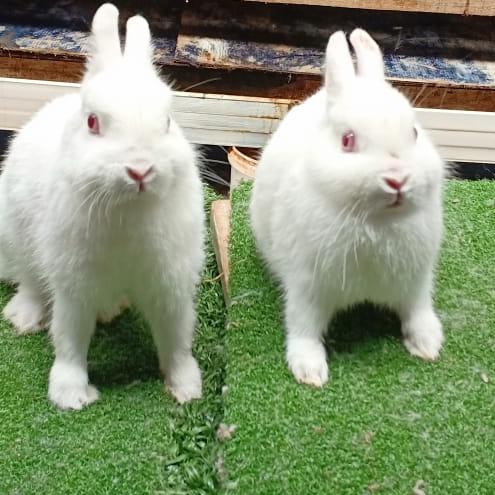 TImran rabbits frm28 4 19 Whatsapp group