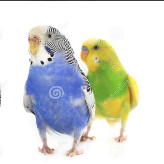 Sargodha birds???