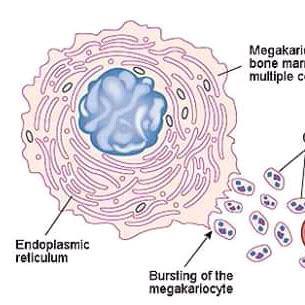 biology for africans
