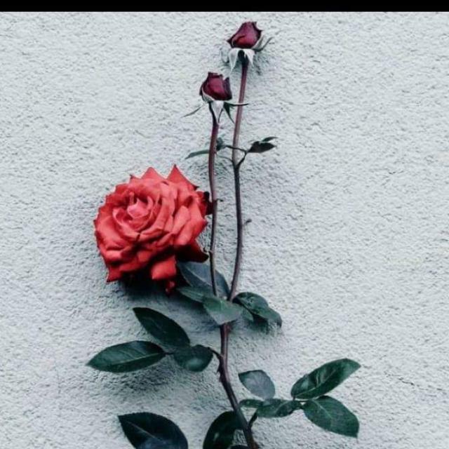 ⭐?❤GOOD friend ?☘
